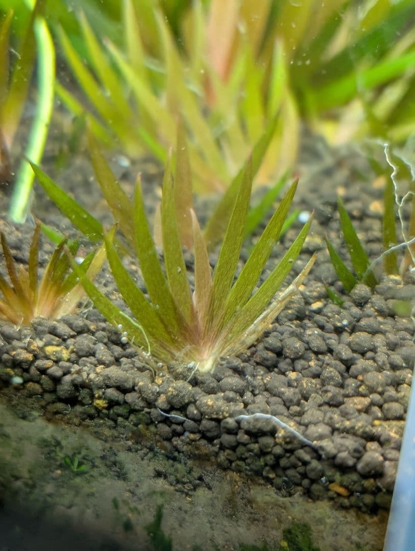 24時間限定半額 xyris sp red水中葉子株1株 水草 ADA 水槽 - メルカリ