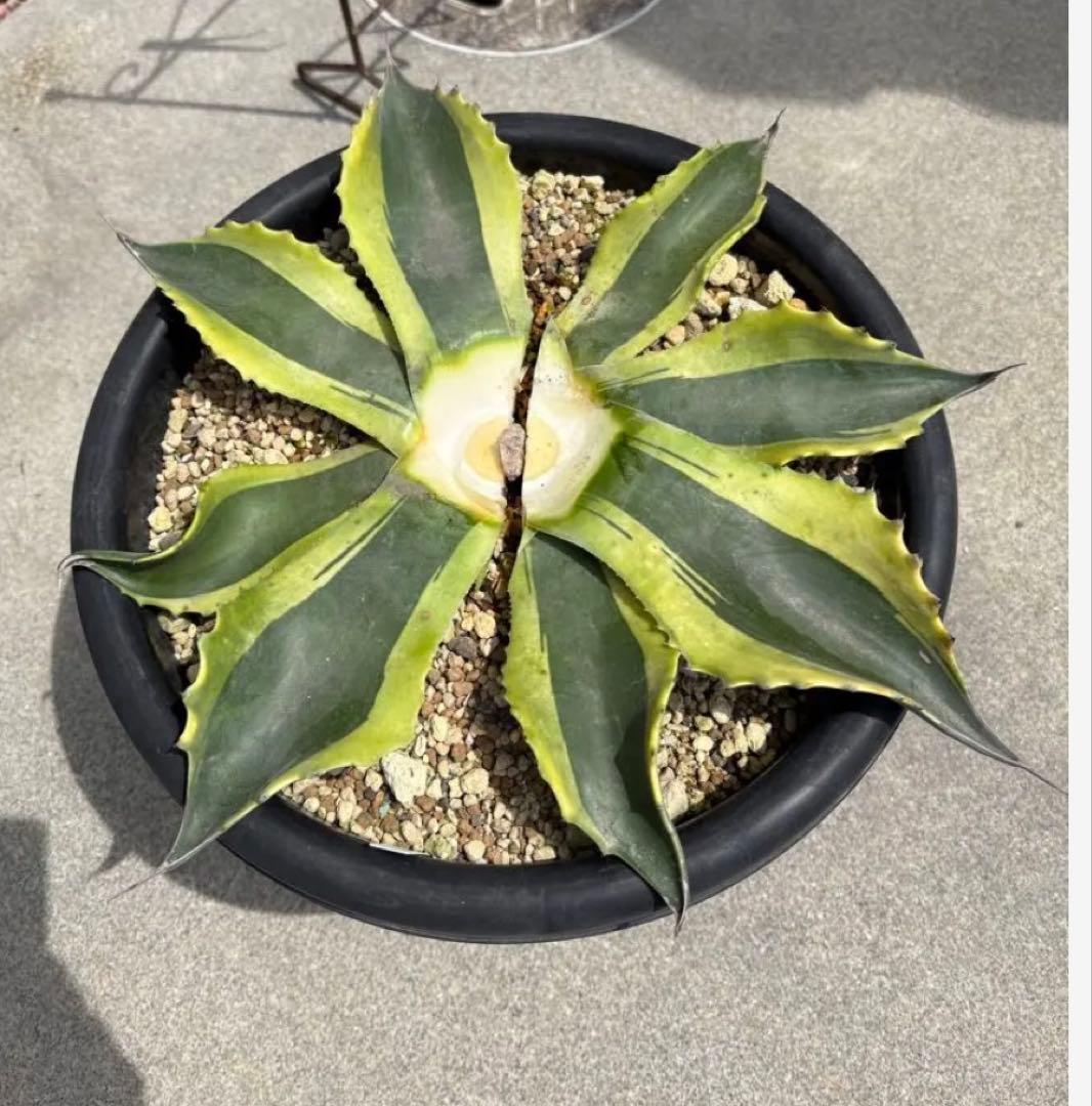 オルカ　アガベ