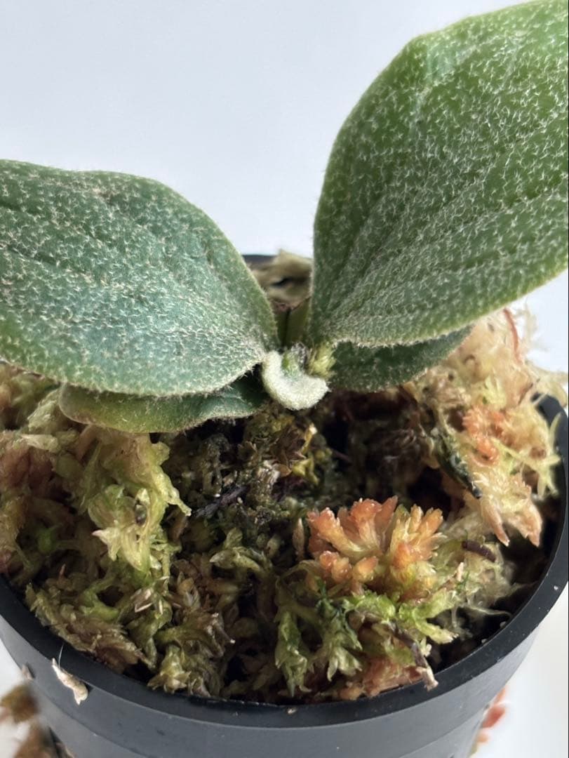 ASAP. Wings of Angel 「天使の翼」 (TC) 【18】