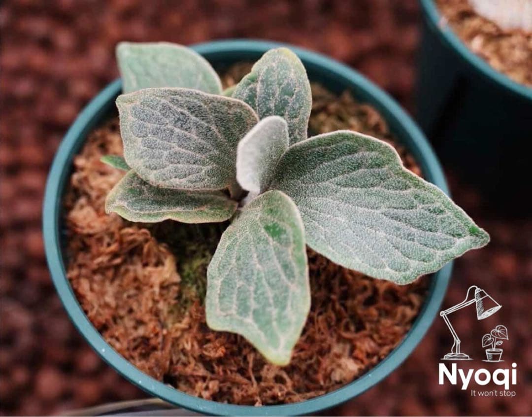 ASAP. Wings of Angel 「天使の翼」 (TC) 【18】