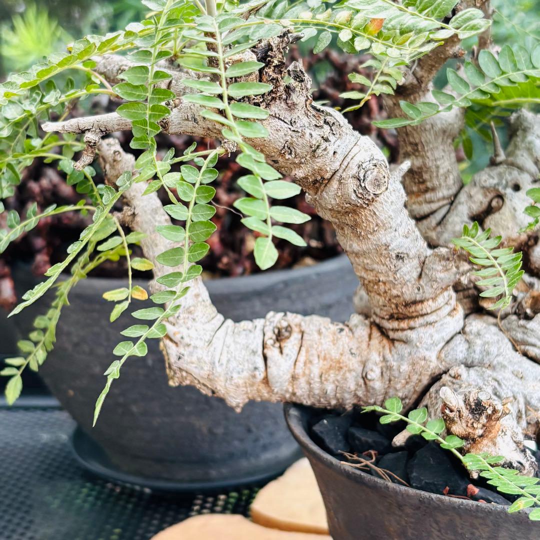 長期管理株 低重心 大株 ボスウェリア ネグレクタ 現地球 船串篤司 灌木