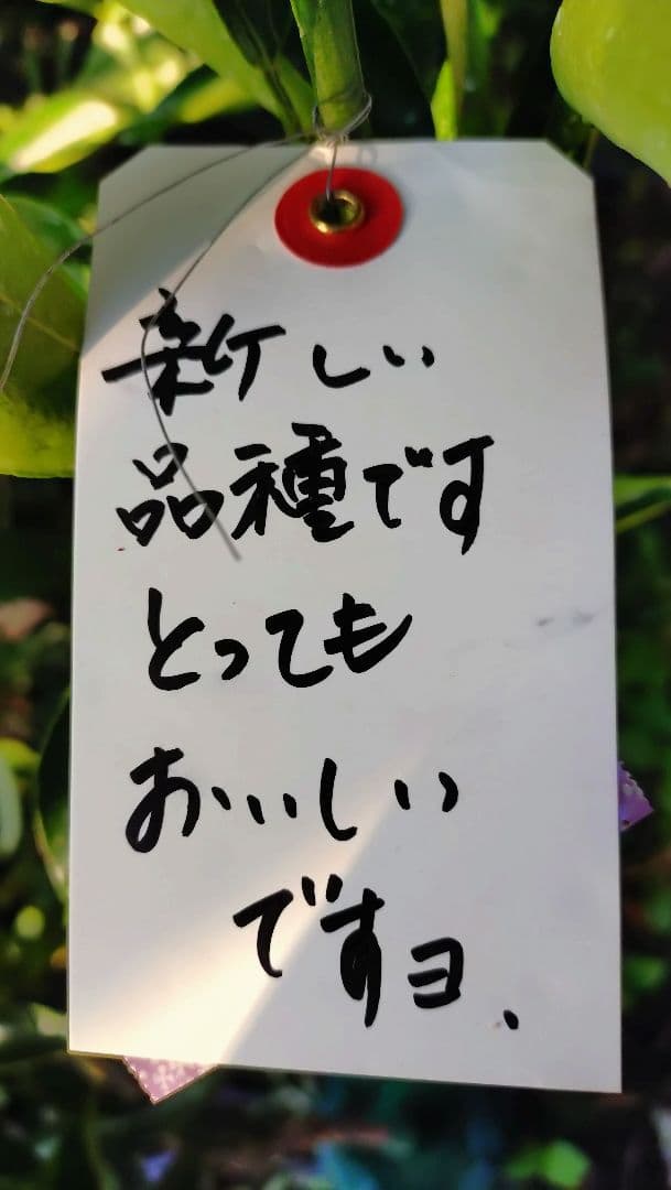 限定販売品！「津の輝」「せとか」３年生セット販売品！