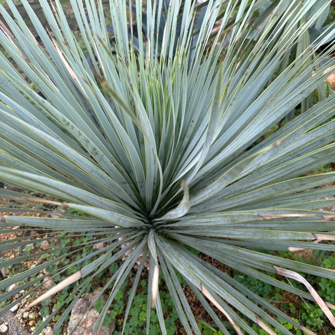 ロストラータ・ブルーサンダー 発根済み 抜き苗