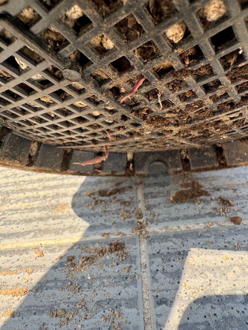 ロストラータ・ブルーサンダー 発根済み 抜き苗