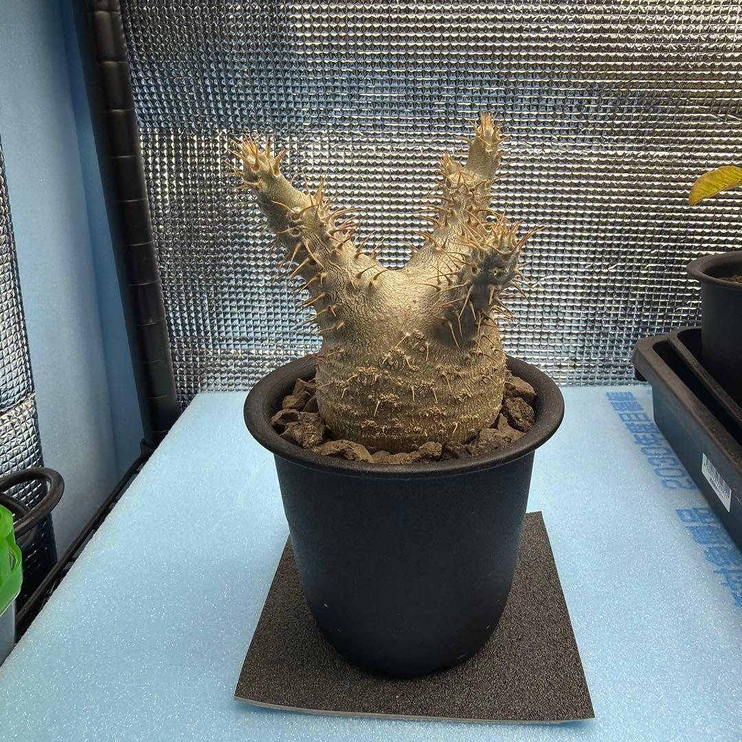 パキポディウムグラキリス6　実生6年目