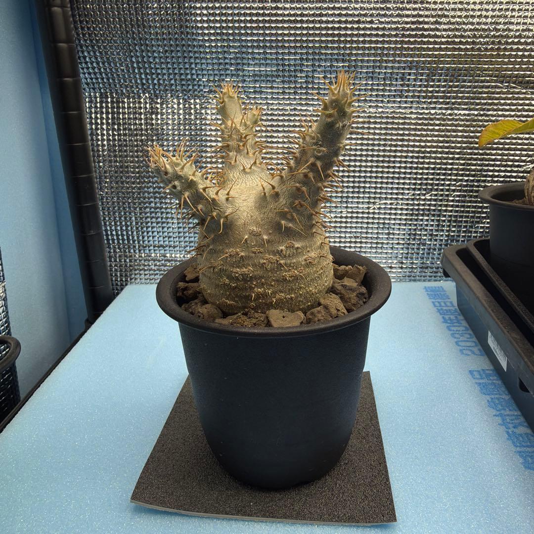 パキポディウムグラキリス6　実生6年目