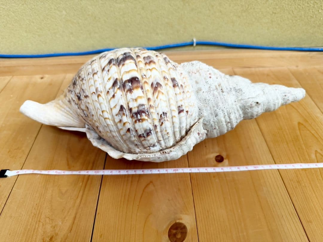 大型天然法螺貝 ほら貝 ホラガイ