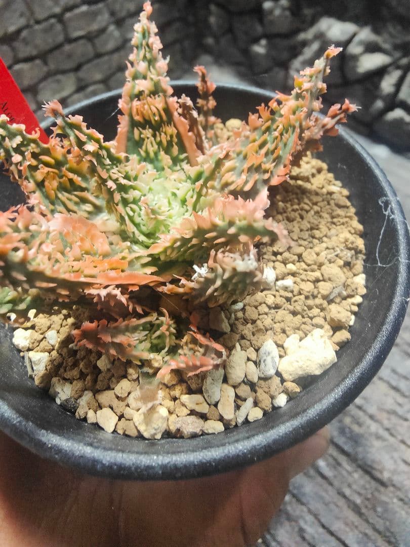 アロエ TCTハイブリッド ライオンクイーン 赤札 J97 - メルカリ