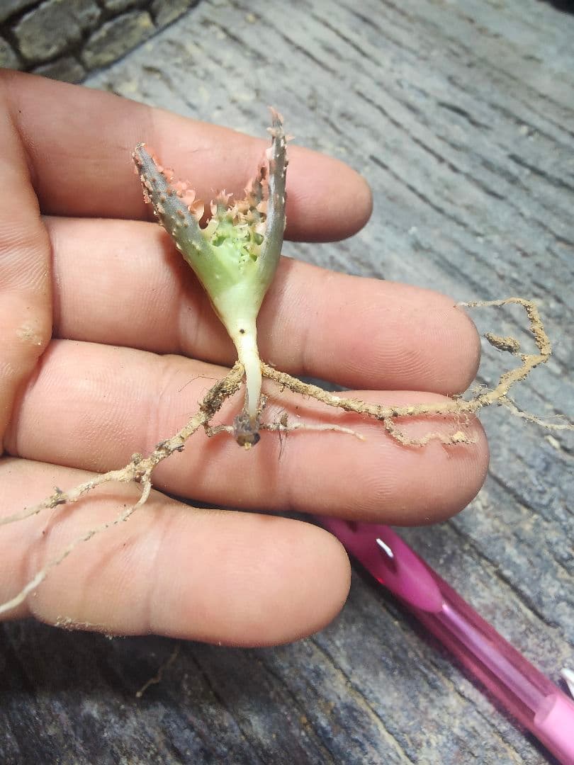 アロエ TCTハイブリッド ライオンクイーン 赤札 J97 - メルカリ