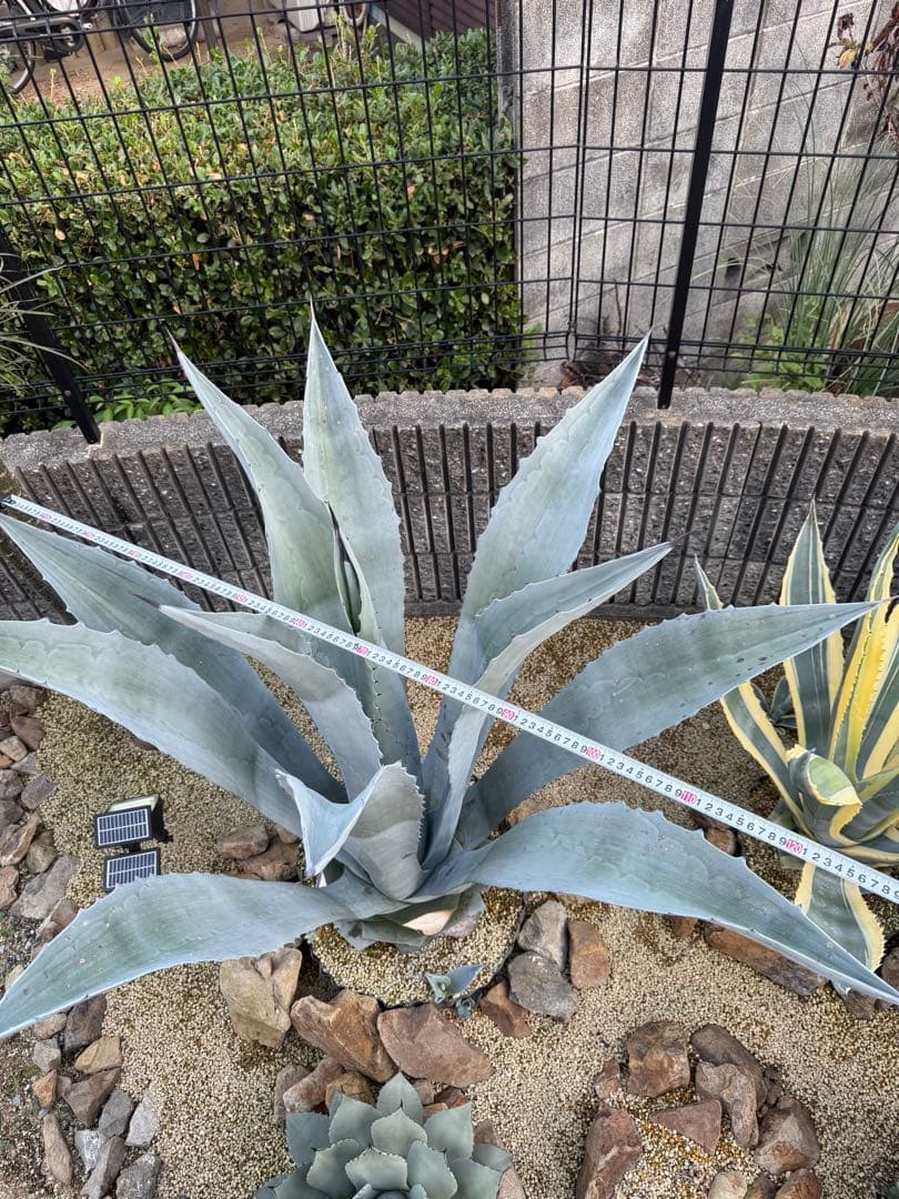 【大型株】ウィンテリアーナ