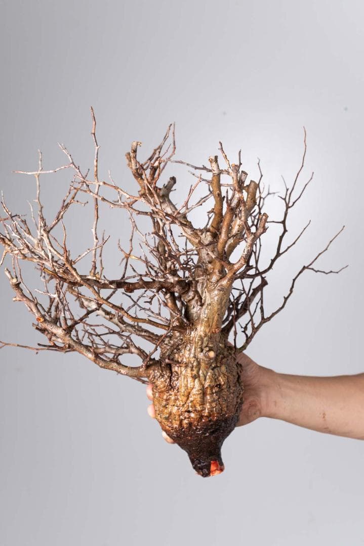 ★本日13時〆 LP56 オペルクリカリア パキプス コーデックス ベアルート株