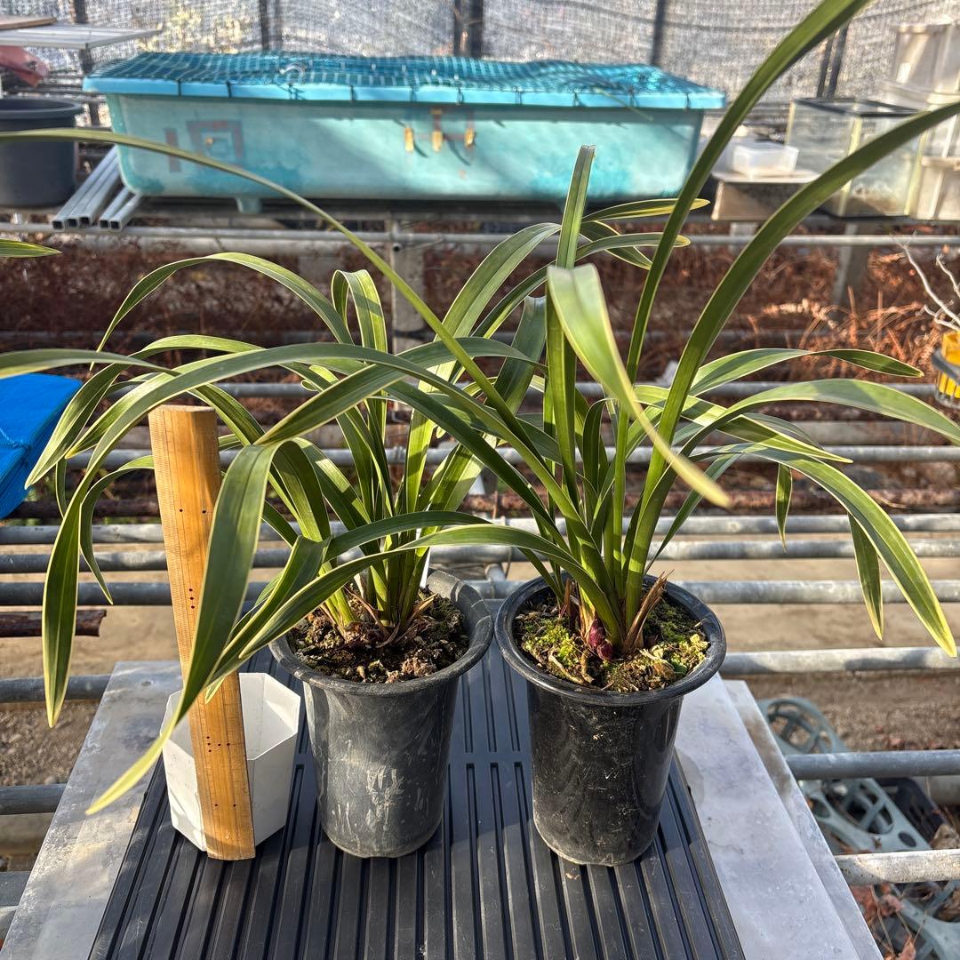 キンリョウヘン原種 2鉢セット 花芽計6付き - メルカリ