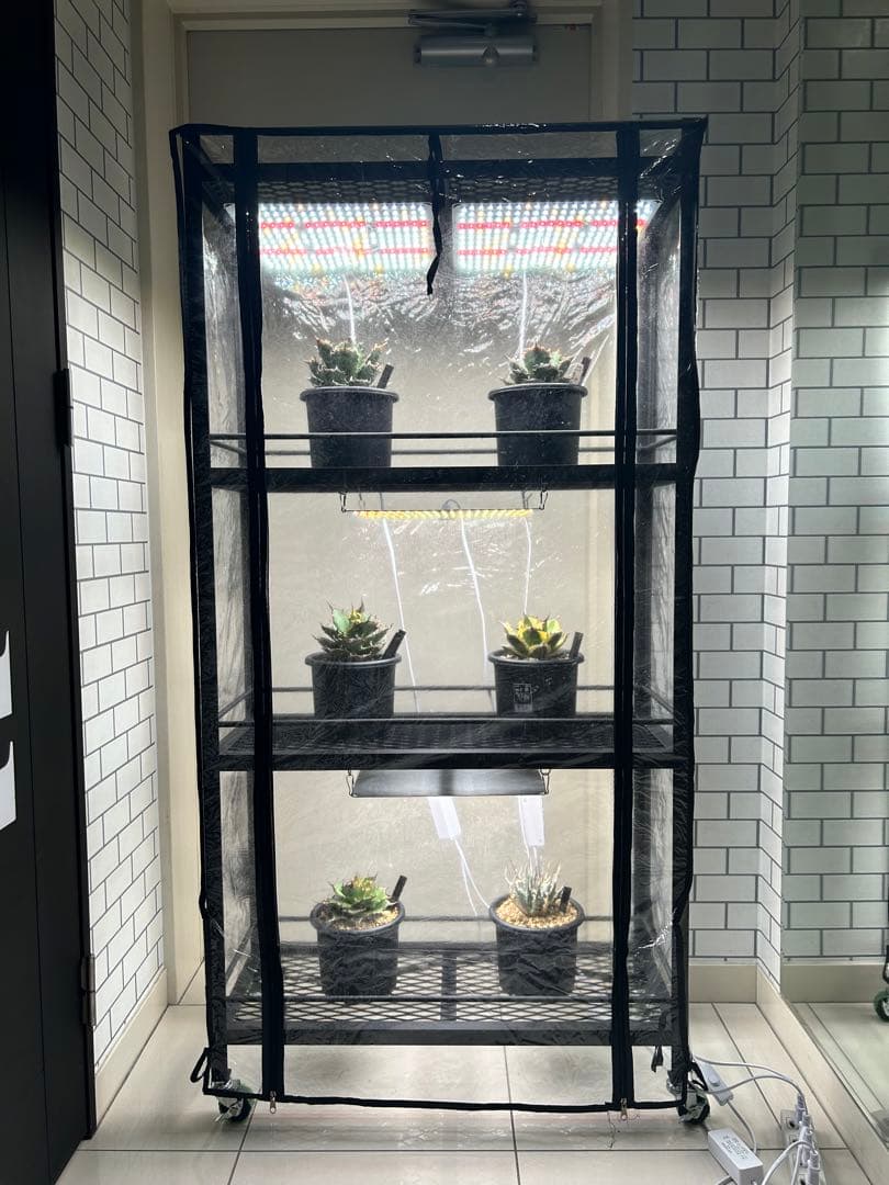 ビニール温室 植物棚 アイアンシェルフ アガベ パキプス 塊根 スチール