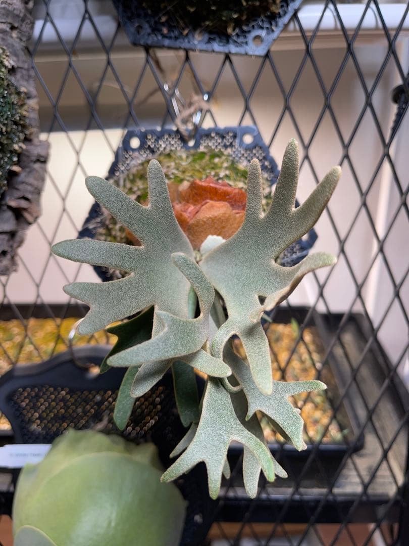 しょう→P.willinckii nano spore ナノ スポア