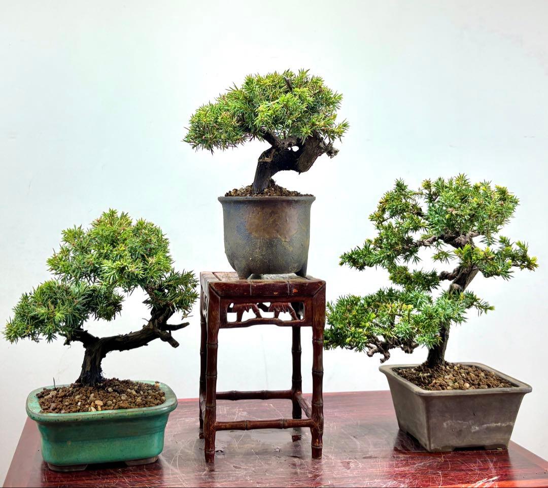 小品盆栽　伊勢杜松　3点セット　　　　　　　　　可愛い木です‼️‼️‼️