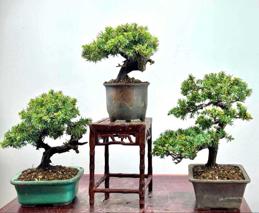 小品盆栽　伊勢杜松　3点セット　　　　　　　　　可愛い木です‼️‼️‼️