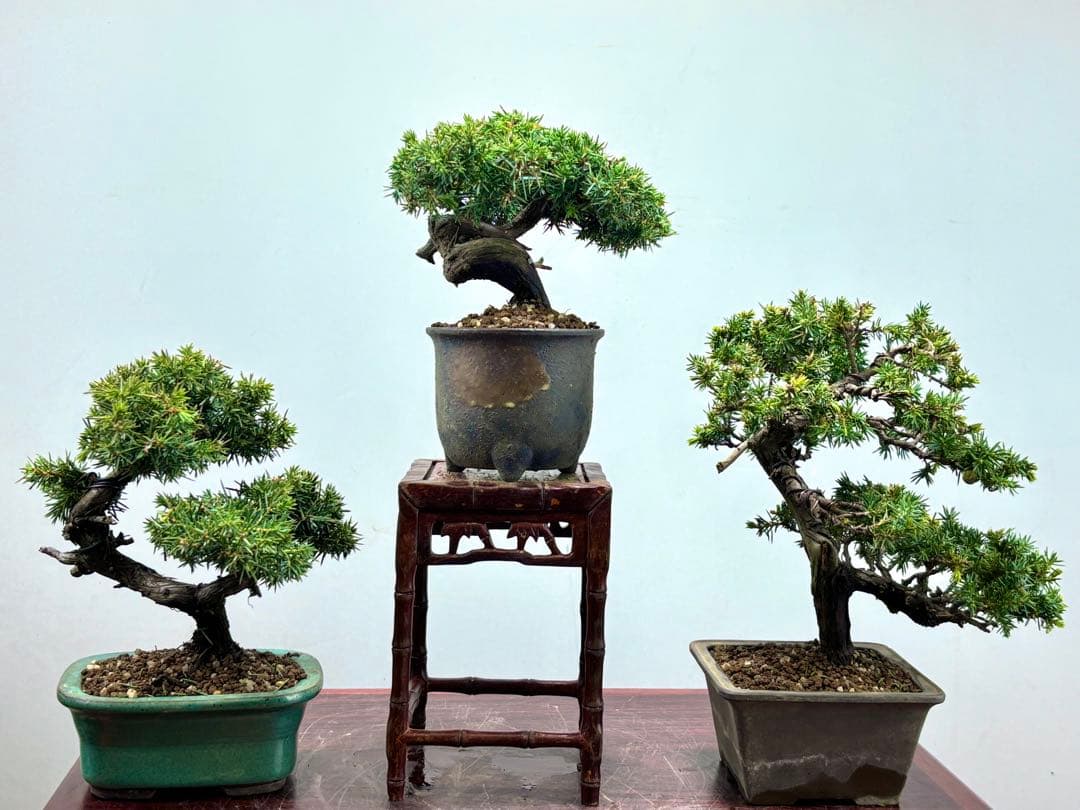 小品盆栽　伊勢杜松　3点セット　　　　　　　　　可愛い木です‼️‼️‼️