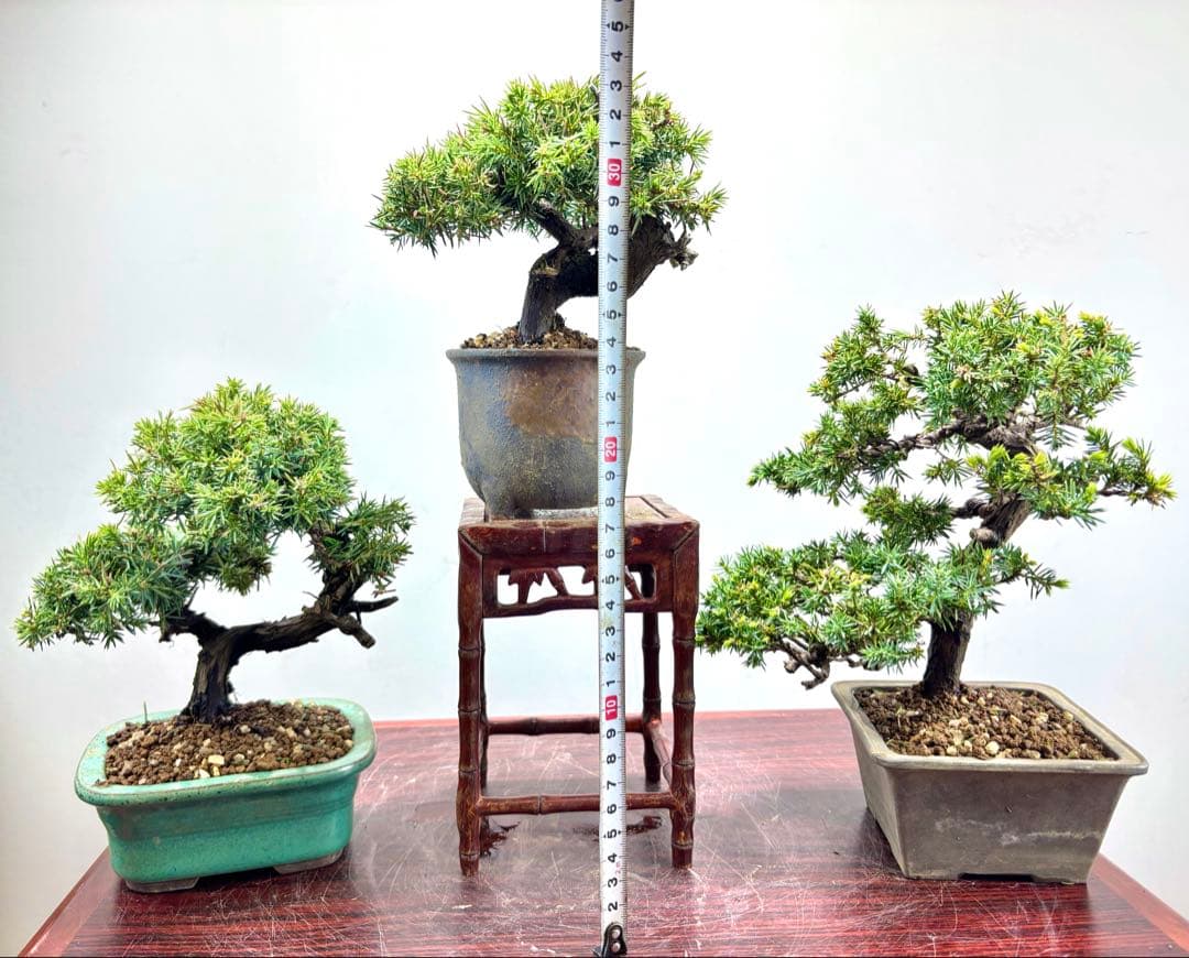 小品盆栽　伊勢杜松　3点セット　　　　　　　　　可愛い木です‼️‼️‼️