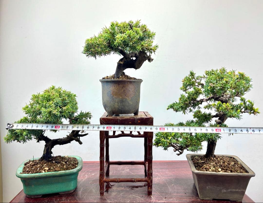 小品盆栽　伊勢杜松　3点セット　　　　　　　　　可愛い木です‼️‼️‼️