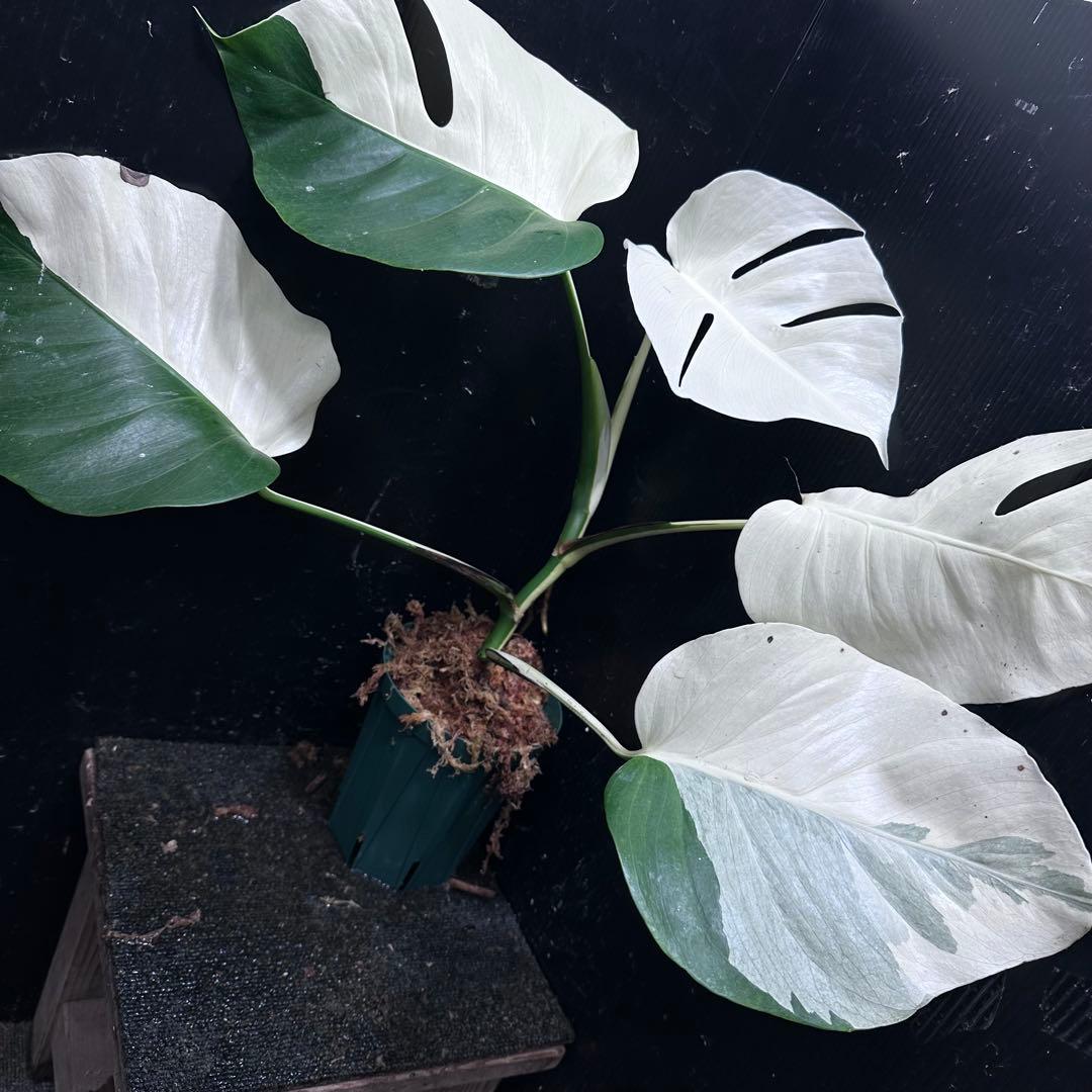 超*✿様 モンステラ斑入りハーフムーンホワイトタイガー極美斑入り　　 51cm