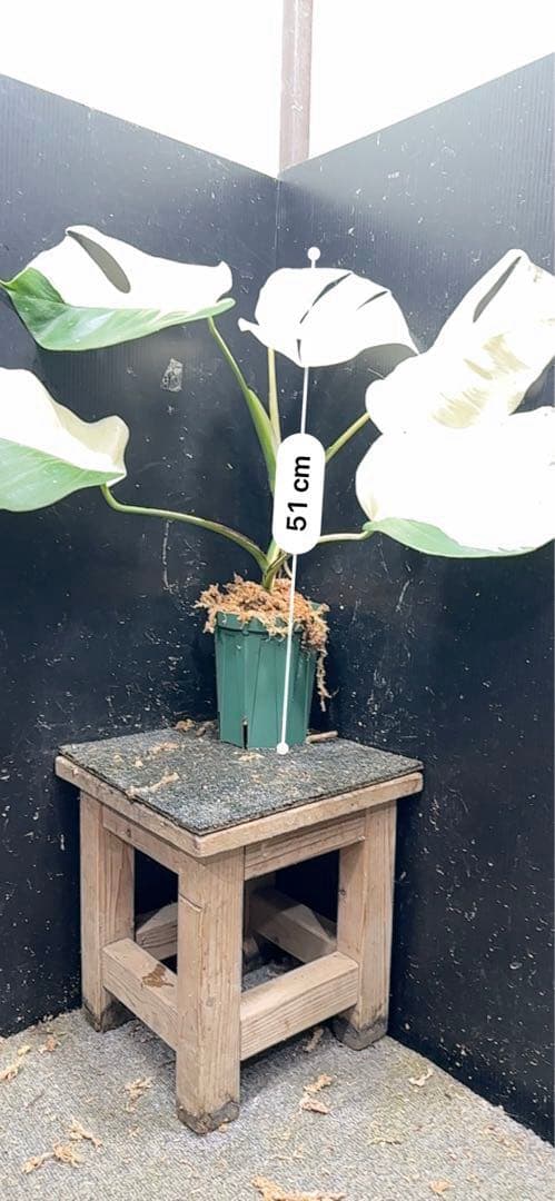 超*✿様 モンステラ斑入りハーフムーンホワイトタイガー極美斑入り　　 51cm