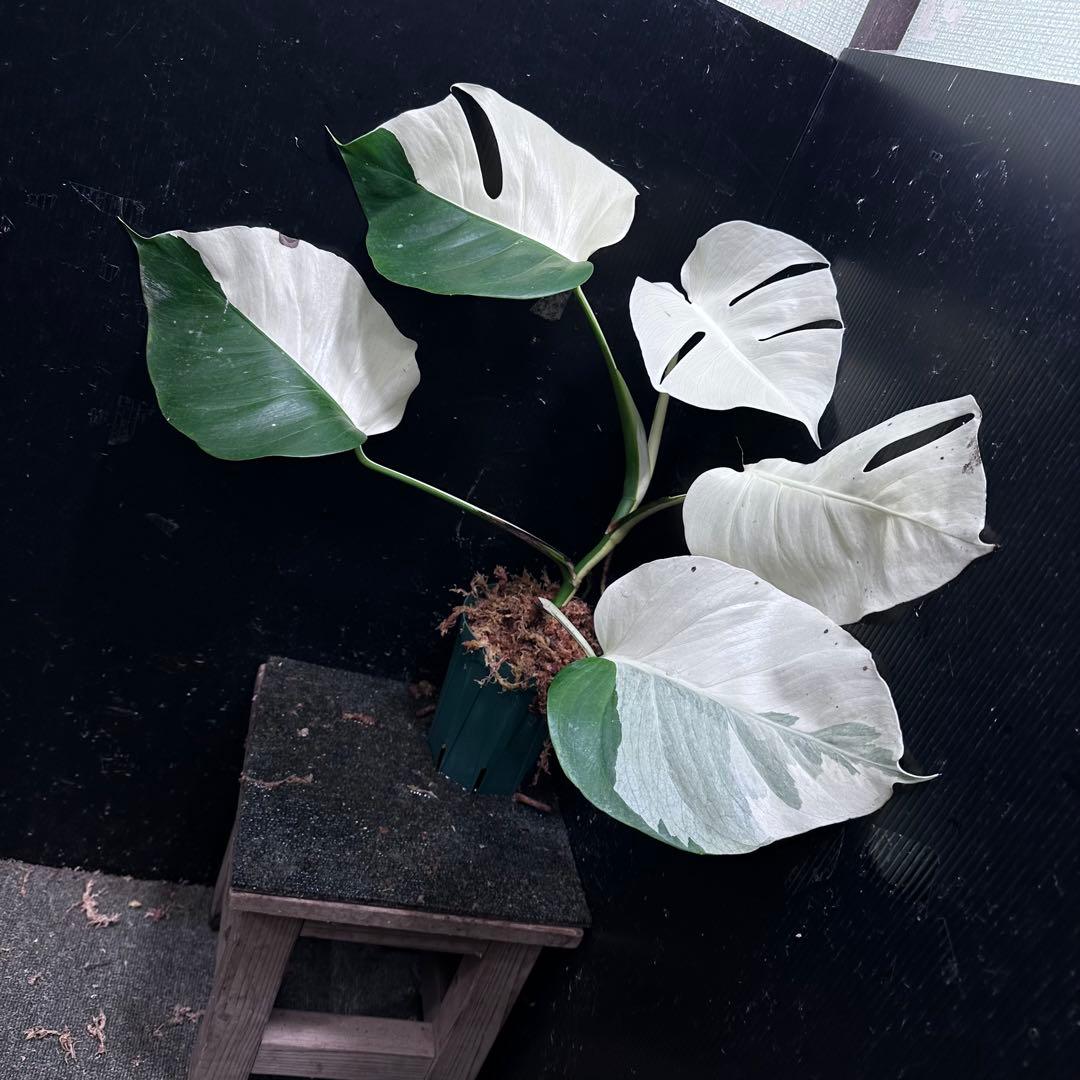 超*✿様 モンステラ斑入りハーフムーンホワイトタイガー極美斑入り　　 51cm