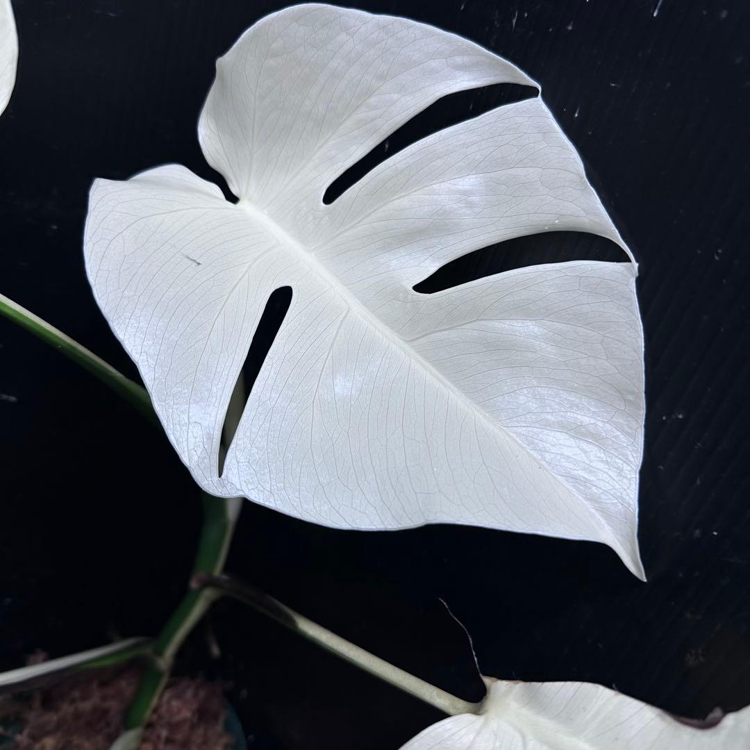 超*✿様 モンステラ斑入りハーフムーンホワイトタイガー極美斑入り　　 51cm