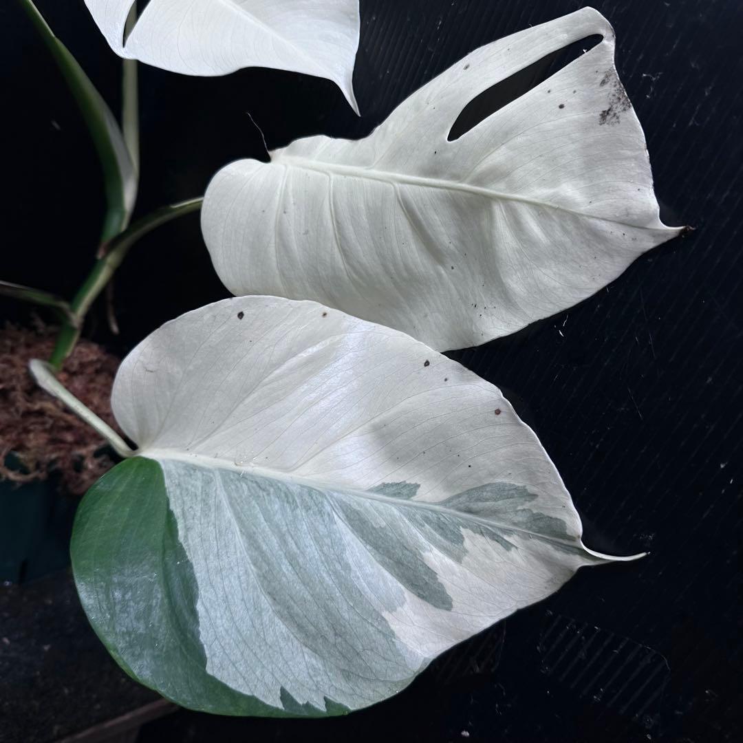 超*✿様 モンステラ斑入りハーフムーンホワイトタイガー極美斑入り　　 51cm