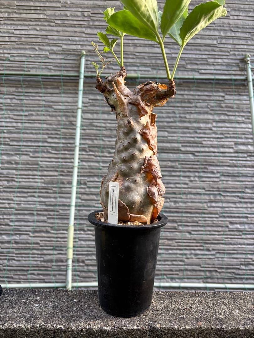 キフォステンマ　ベティフォルメ　塊根植物　コーデックス