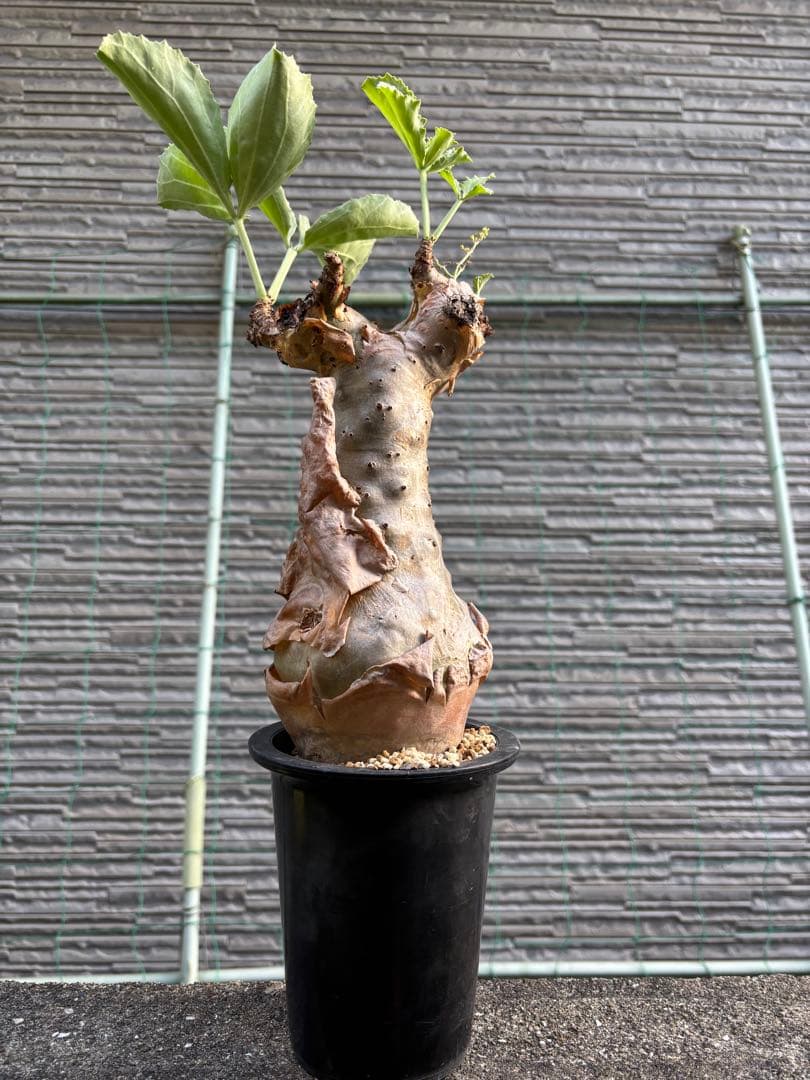 キフォステンマ　ベティフォルメ　塊根植物　コーデックス