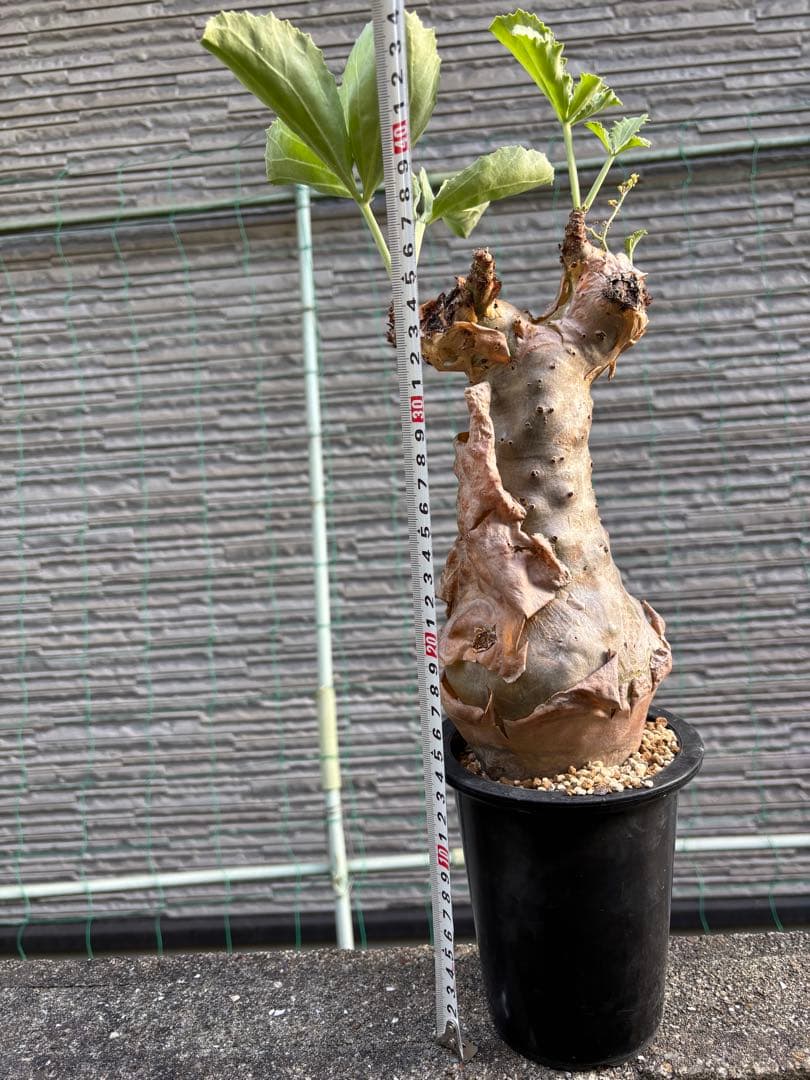 キフォステンマ　ベティフォルメ　塊根植物　コーデックス