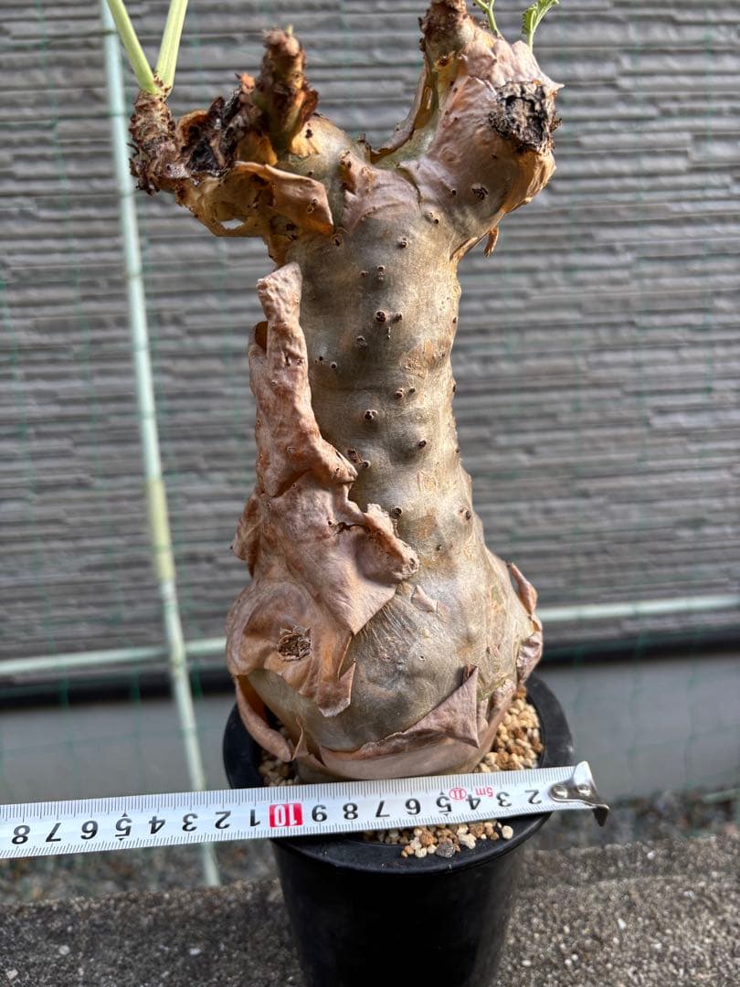 キフォステンマ　ベティフォルメ　塊根植物　コーデックス