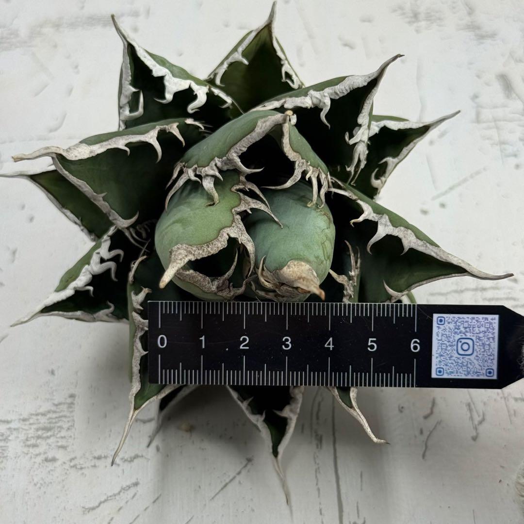 ク*カ様 【アガベ 海王“精品海王” 】五つ星神龍/血統株/Z-6 - メルカリ