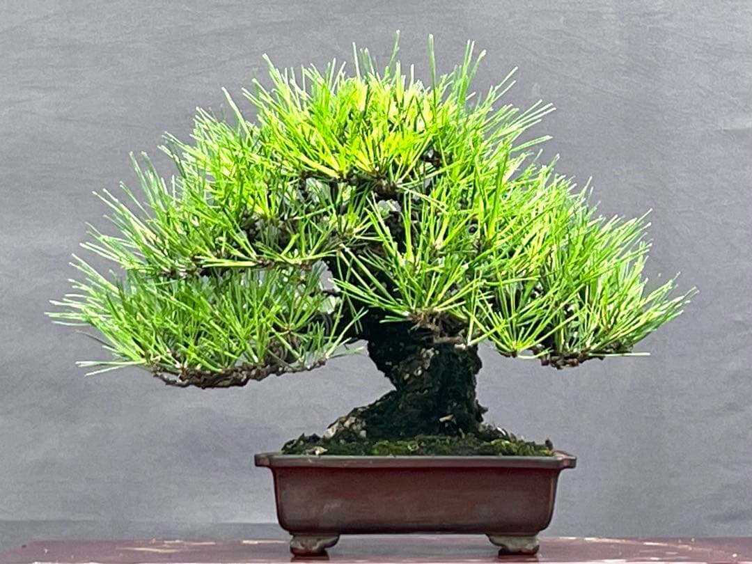 古木 三河黒松 葉性良し 天ジン 太幹約7cm