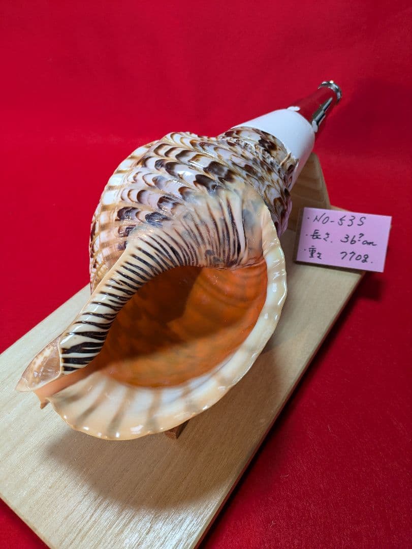 法螺貝、ＮＯ−５３Ｓ ホラ貝、和楽器、和太鼓、修験道、置物