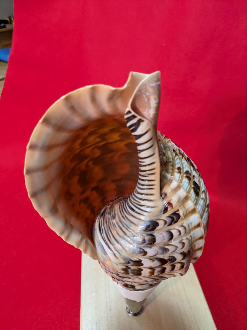 法螺貝、ＮＯ−５３Ｓ ホラ貝、和楽器、和太鼓、修験道、置物