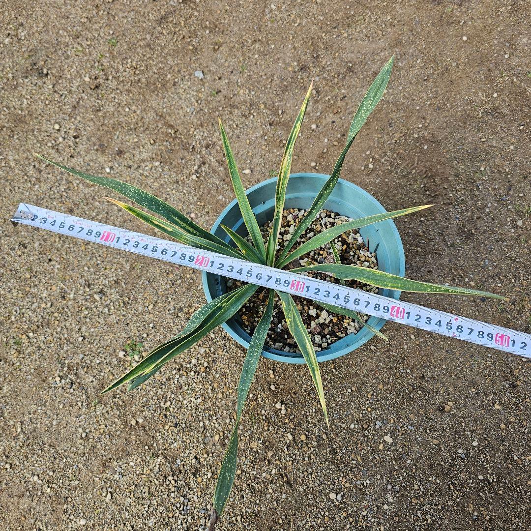 ユッカ　グロリオサ　散り斑　2芋以上