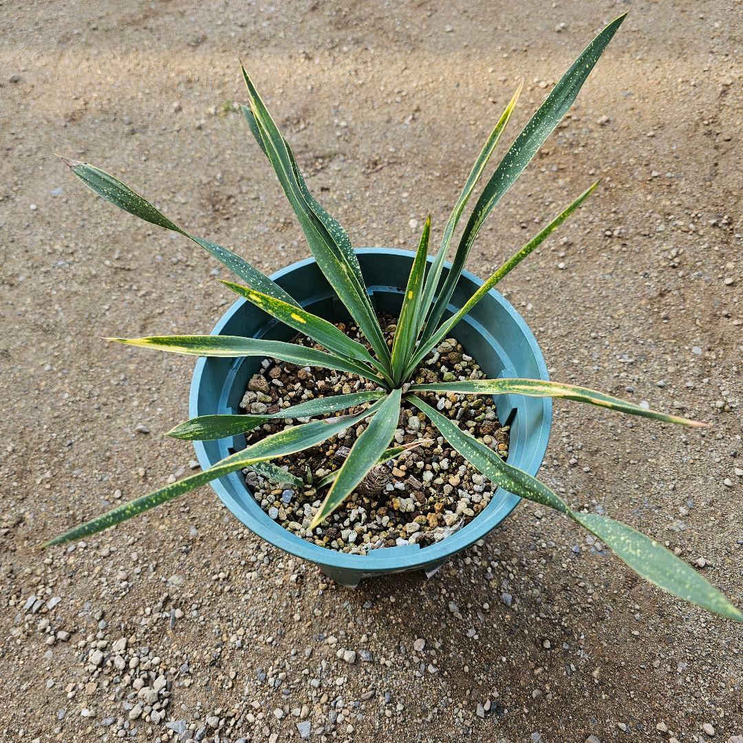 ユッカ　グロリオサ　散り斑　2芋以上