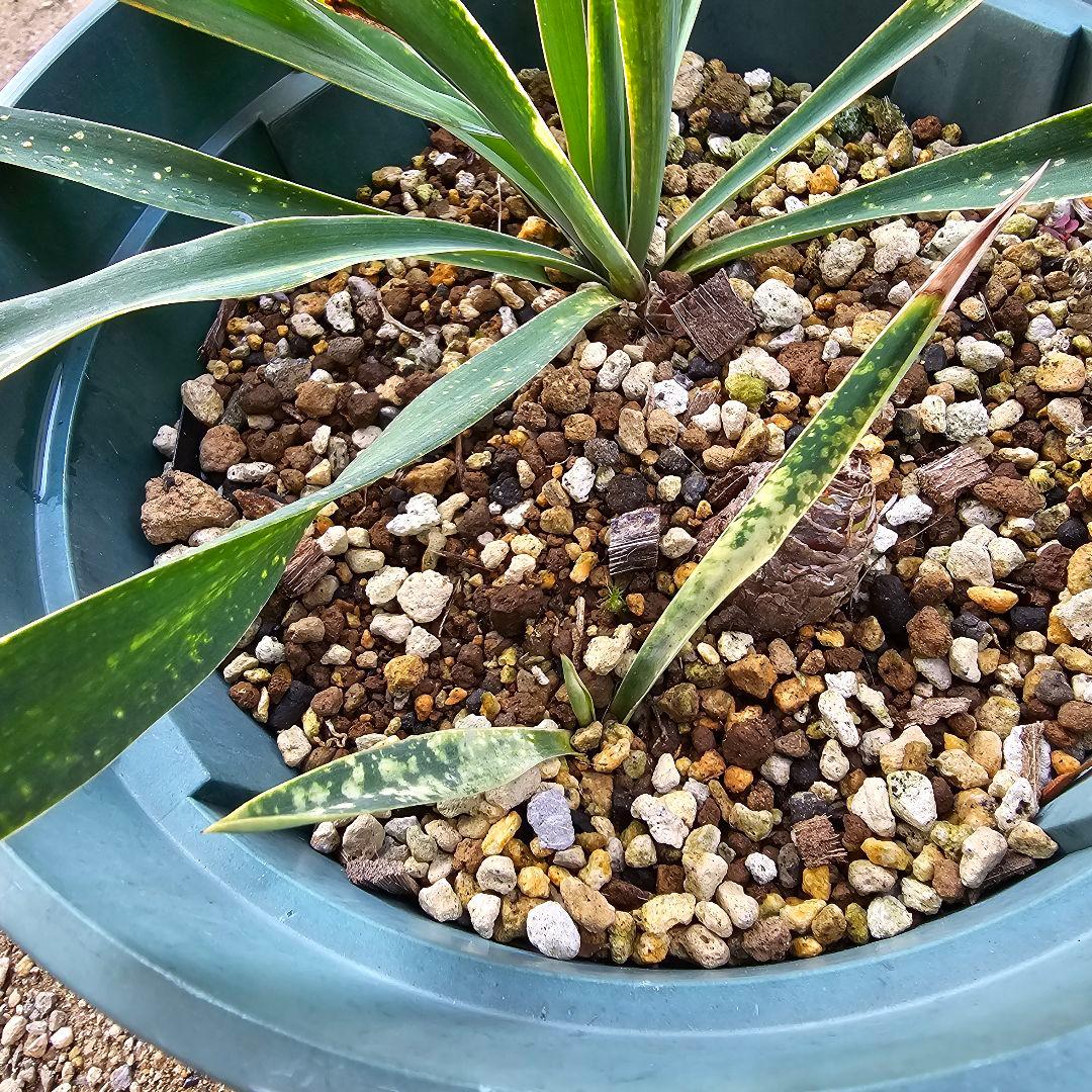 ユッカ　グロリオサ　散り斑　2芋以上