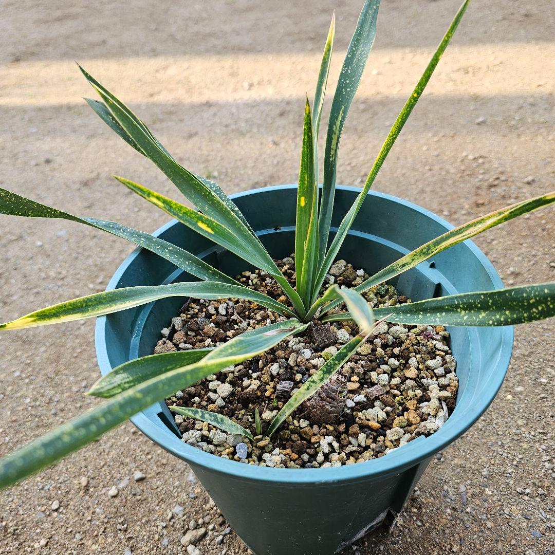 ユッカ　グロリオサ　散り斑　2芋以上