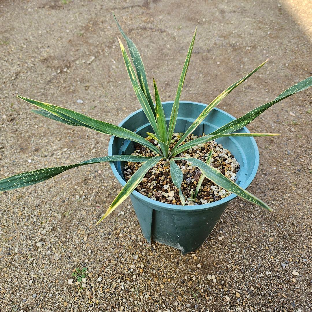 ユッカ　グロリオサ　散り斑　2芋以上