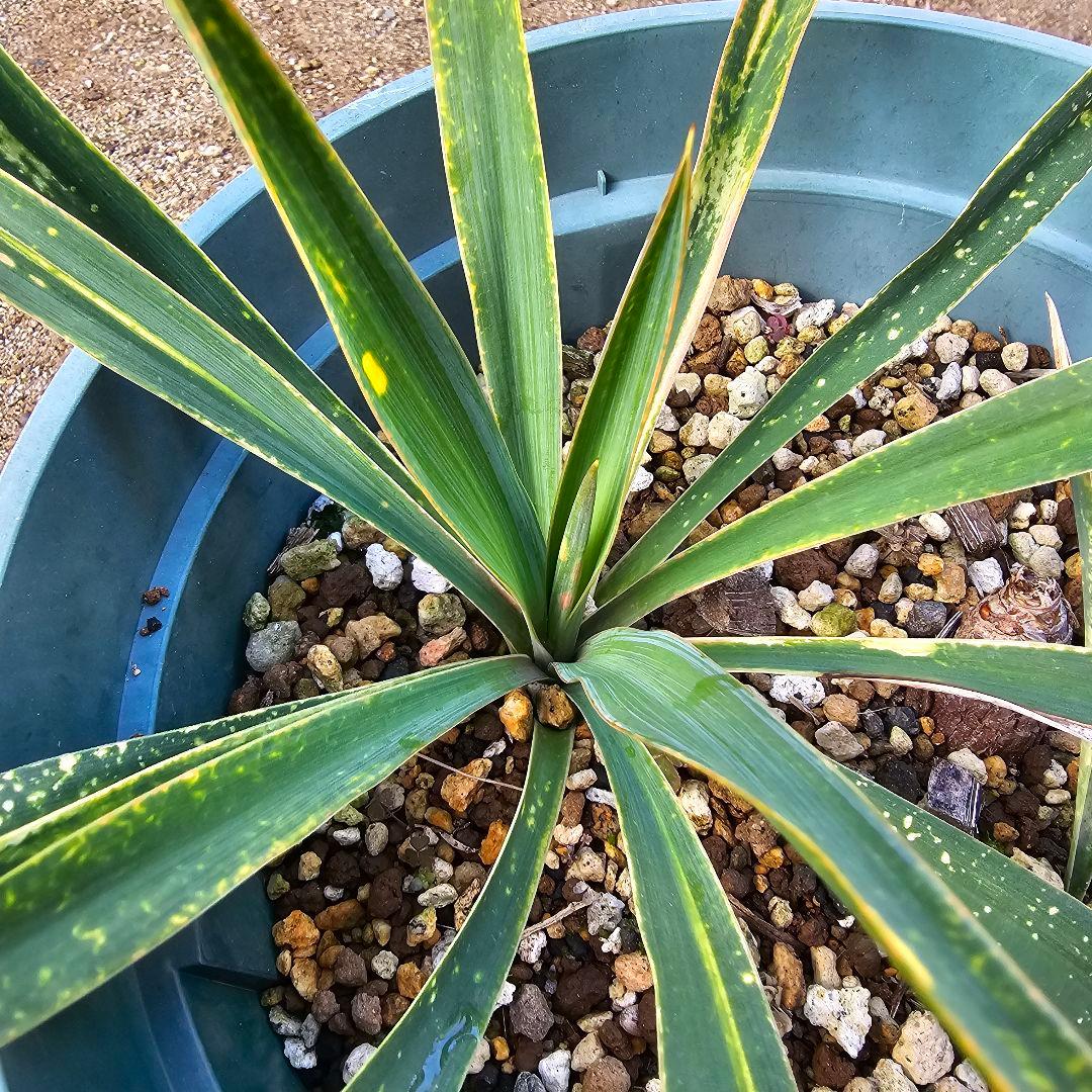 ユッカ　グロリオサ　散り斑　2芋以上