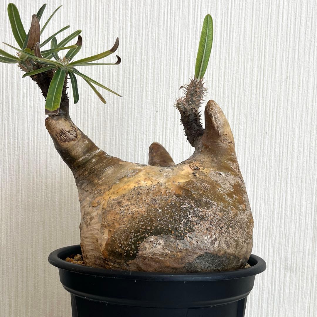 ユッカ ロストラータ【21-402】