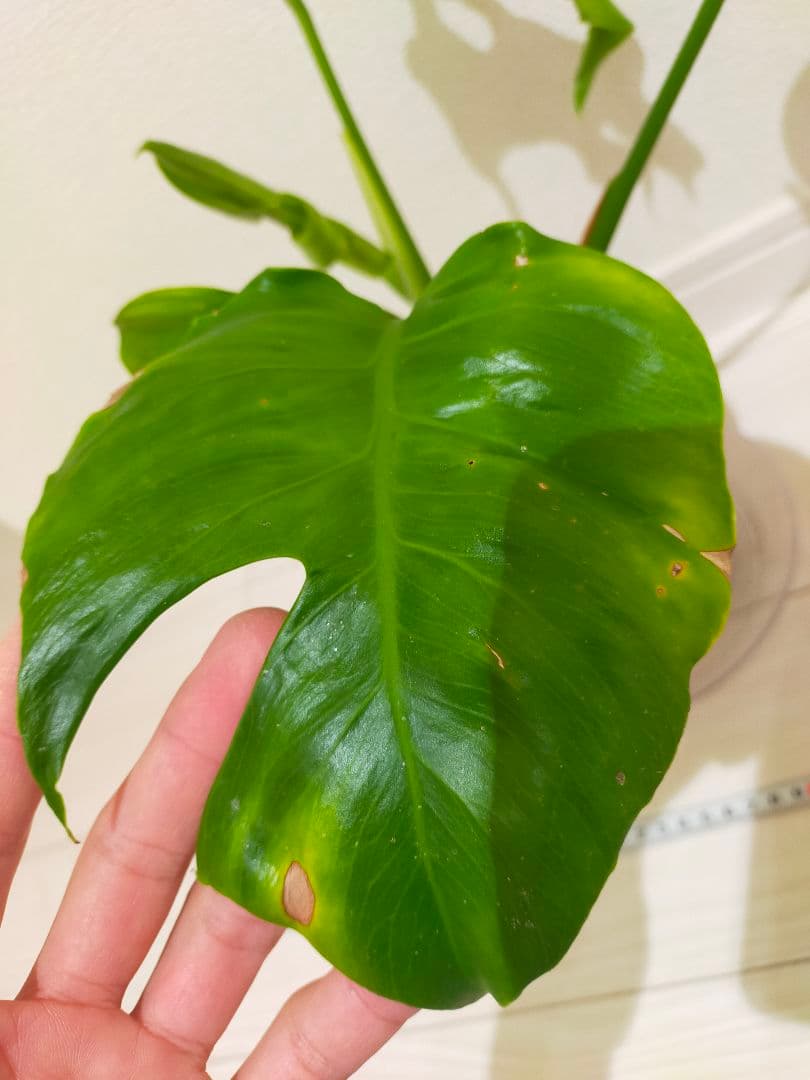 モンステラsp　多分ボルシギアナ　枝変りかな