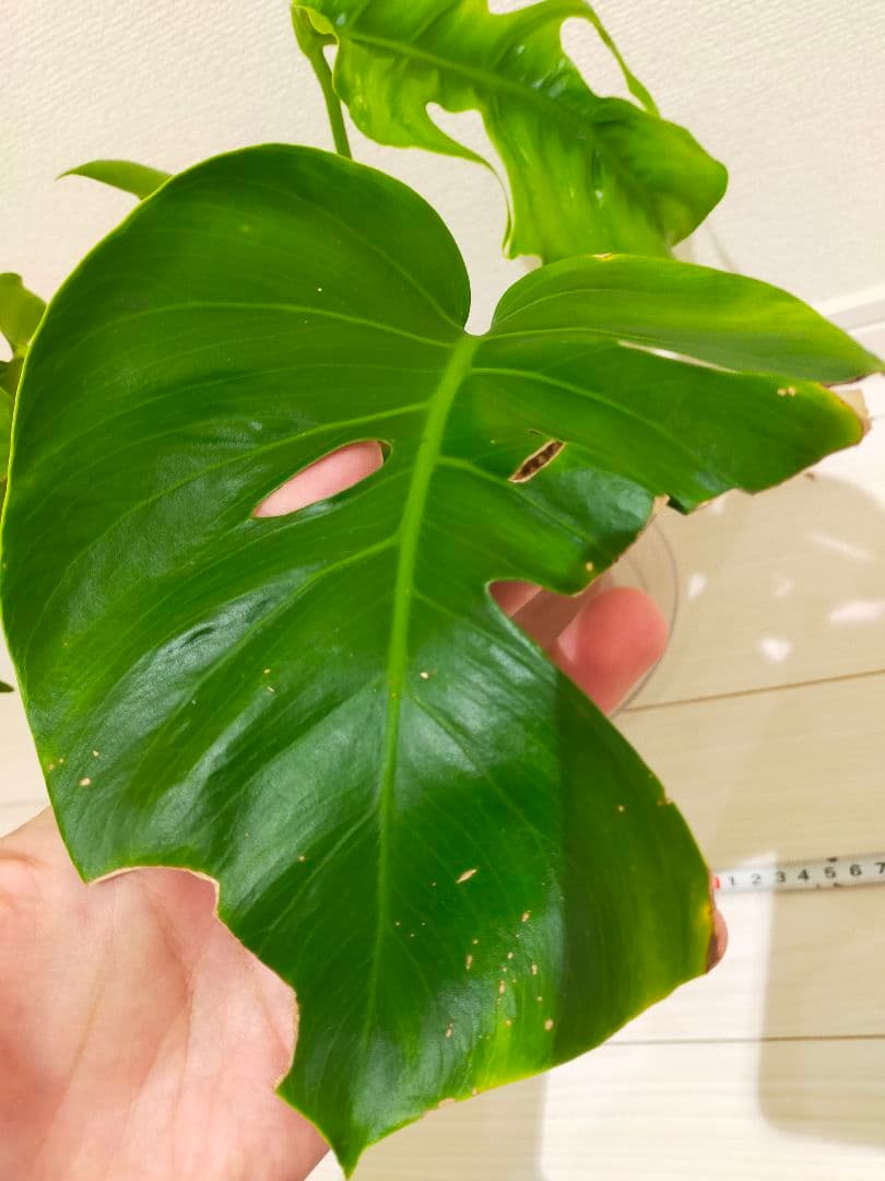 モンステラsp　多分ボルシギアナ　枝変りかな