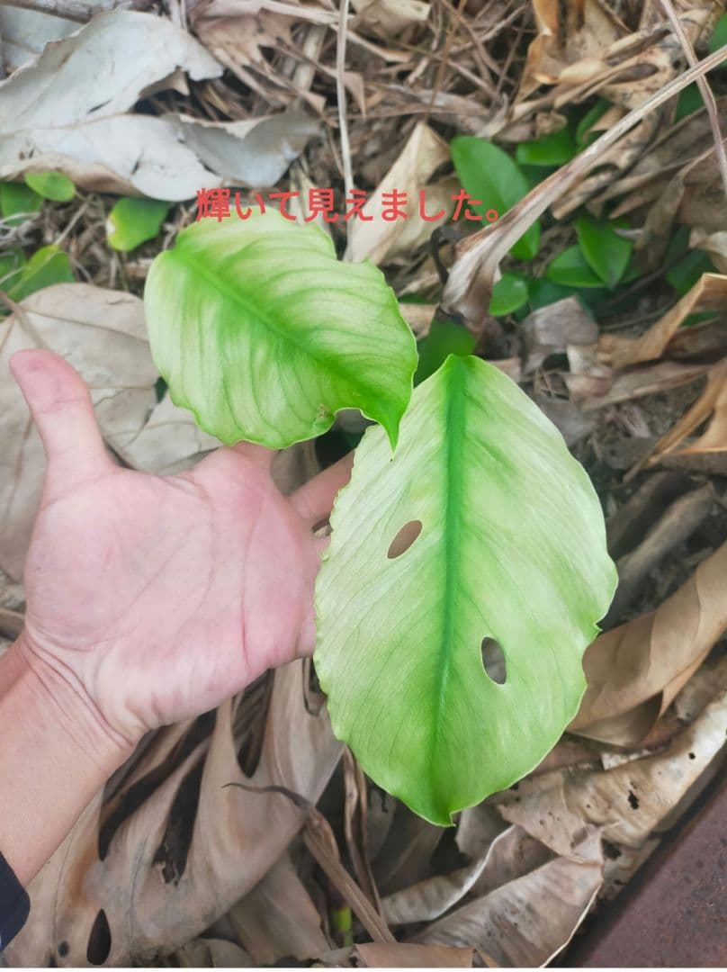 モンステラsp　多分ボルシギアナ　枝変りかな