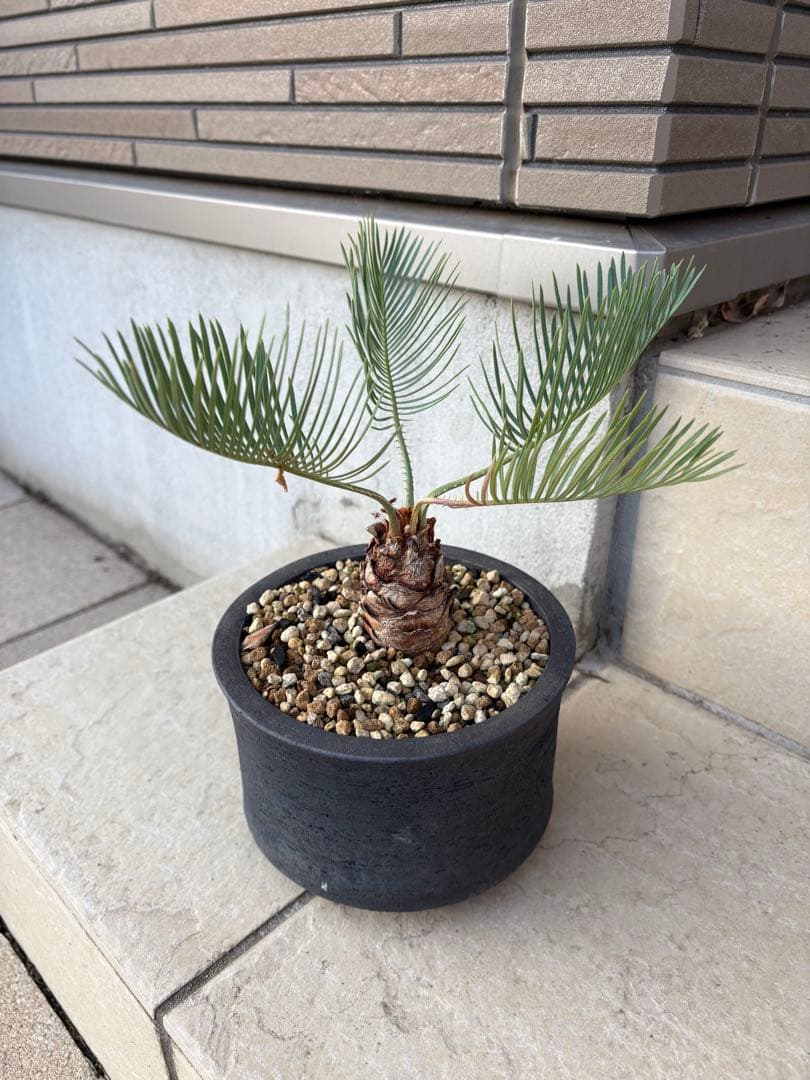 サイカス　カイルンシアナ