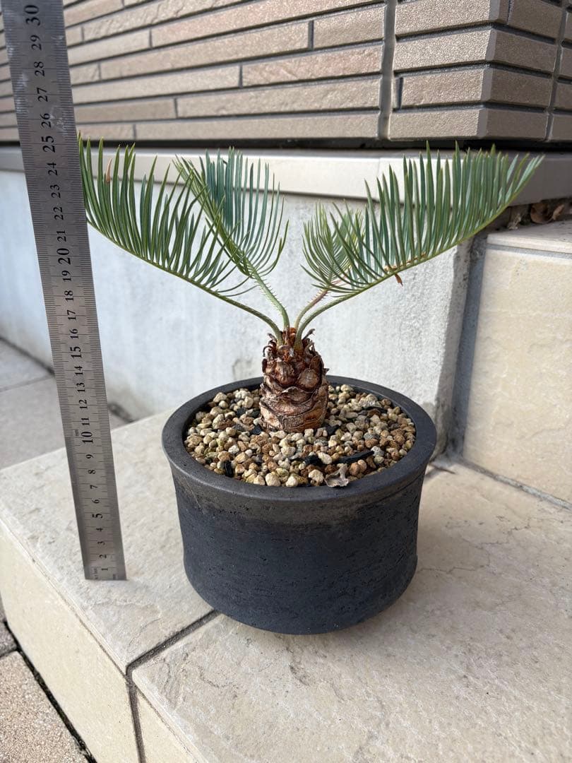 サイカス　カイルンシアナ