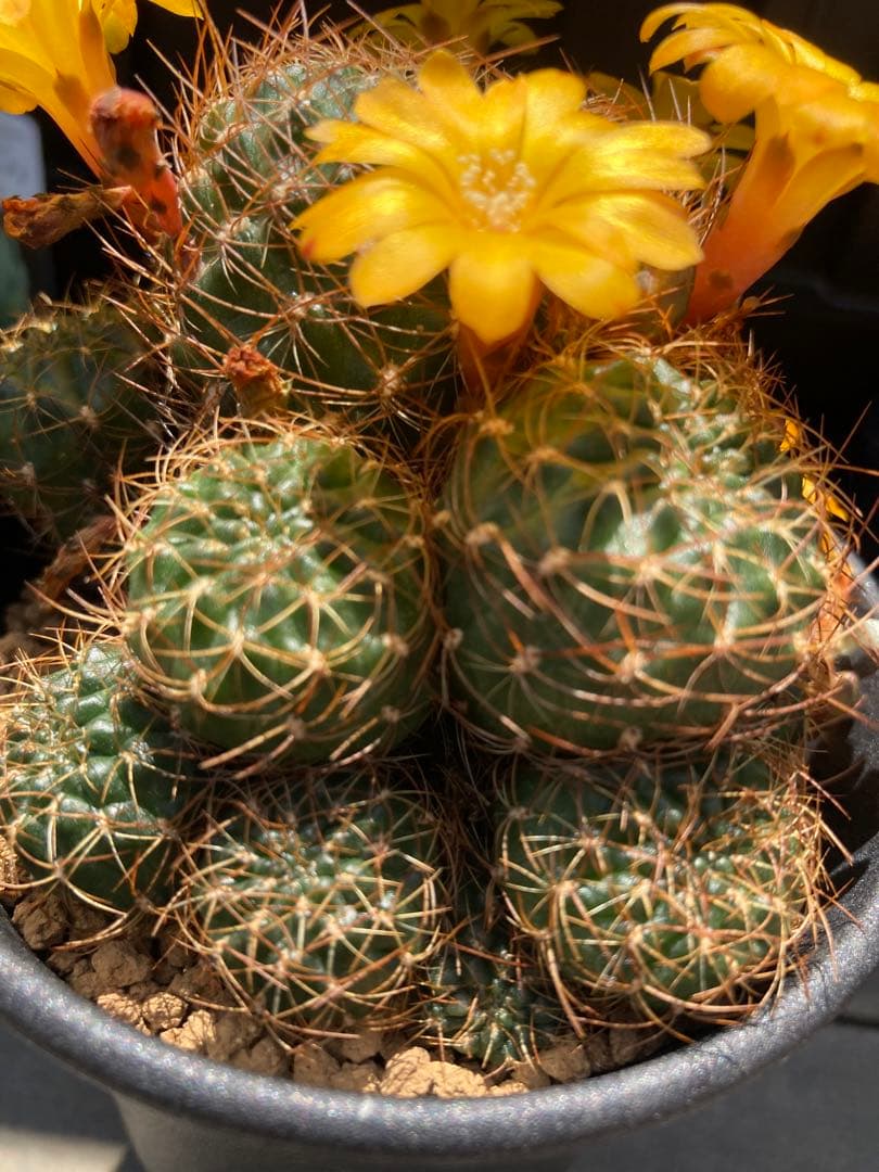 スルコレブチアsp イエロー花♬カキコ2つ