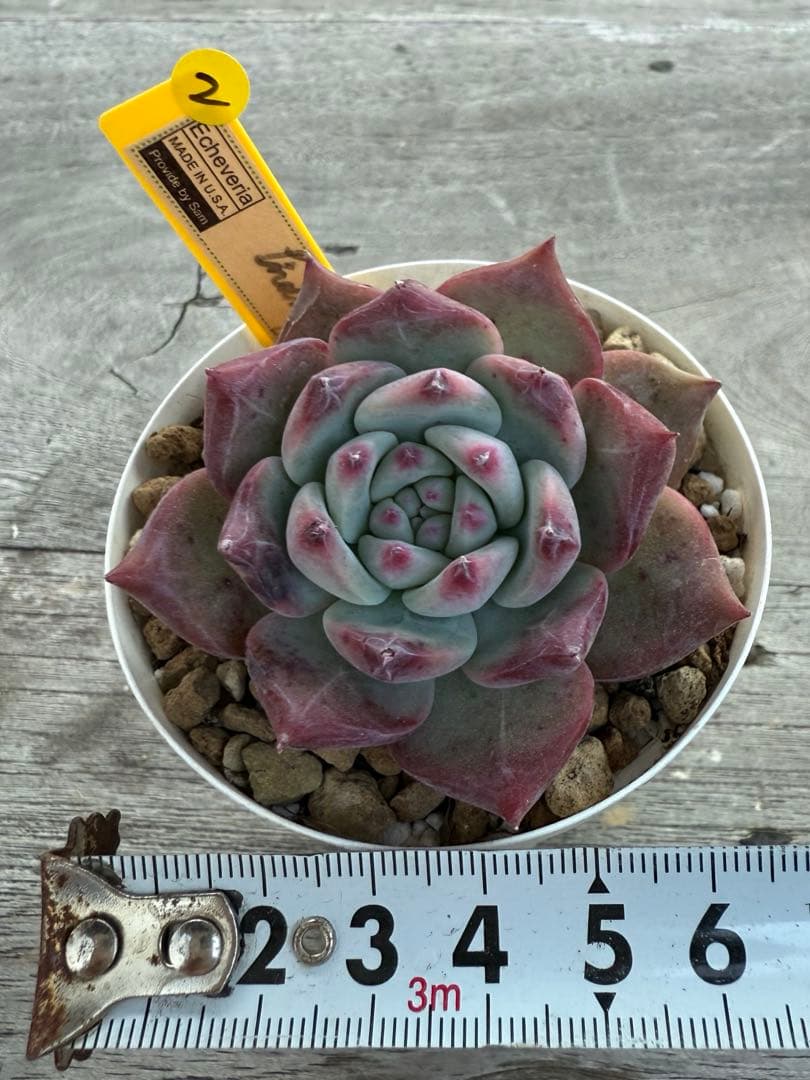 2 希少 リンゼアナNo.3 丸葉タイプ　カリフォルニア輸入